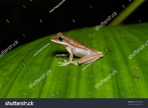 Manu Frog (Novo) .
